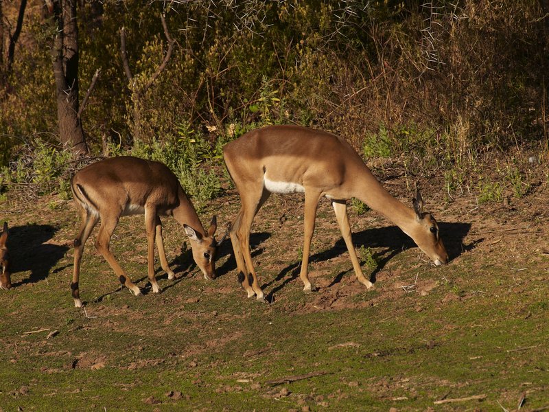 Ibex, Mount Etjo